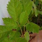 Handroanthus chrysotrichus Leaf