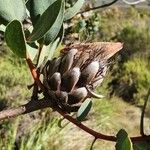 Protea caffra Fruit