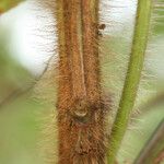 Rhynchanthera grandiflora Bark