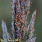 Tripidium ravennae Ovoce