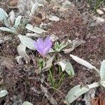 Crocus sativus 花