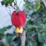 Callianthe megapotamica Flower