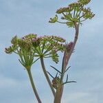 Seseli annuum Blüte