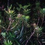 Podocarpus decumbens ശീലം