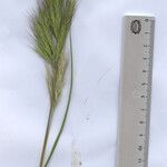 Bromus madritensis Blüte