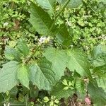 Solanum douglasii Flors