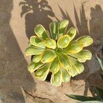 Aeonium castello-paivae पत्ता