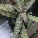 Cryptanthus zonatus Blad