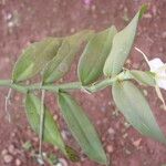 Angraecum birrimense Leaf