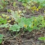 Cucurbita maxima Leaf