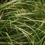 Carex perraudieriana Hábito