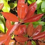 Photinia serratifolia Лист