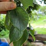 Celtis africanaFolha