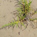 Salicornia europaea Folla