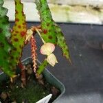 Begonia amphioxus Lorea