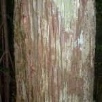 Corythophora rimosa Bark