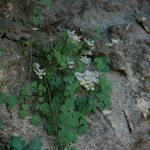 Sarcocapnos enneaphylla Kwiat