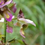Eulophia horsfallii Flower