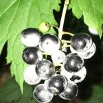 Actaea spicata Fruit