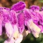 Salvia leucantha Flor