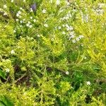 Diosma hirsuta 整株植物