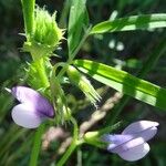 Vicia bithynica Floare