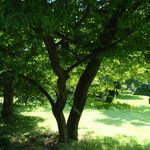 Styrax japonicus Hábito