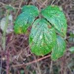 Rubus macrophyllus Blad