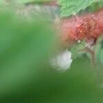 Rubus phoenicolasius Ekosanga