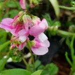 Lathyrus vernus Fula