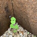 Dichondra carolinensis পাতা