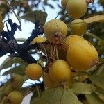 Prunus domestica Froito