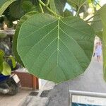 Cordia myxa Leaf