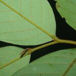 Polyceratocarpus microtrichus List