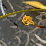 Maxillaria subrepens Õis