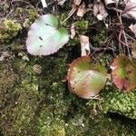 Galax urceolata Blad