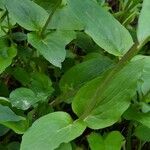 Valeriana montana List