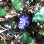 Anemone hepaticaFlower