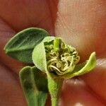 Maerua crassifolia Flower