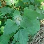 Chenopodium album Hábitos