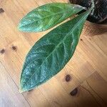 Anthurium jenmanii Leaf