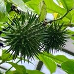 Allamanda schottii Fruit