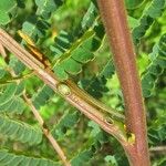 Albizia carbonaria Rhisgl