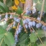 Berberis japonica Gyümölcs