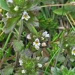 Euphrasia frigida पत्ता