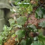 Trichomanes erosum Folha