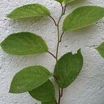 Schisandra chinensis List