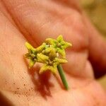 Leptadenia pyrotechnica 花