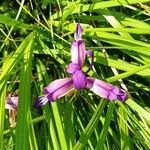 Iris gramineaFlower