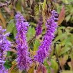 Elsholtzia stauntonii Flor